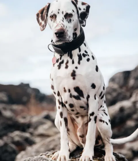 Pilou dalmatlíuhundurinn